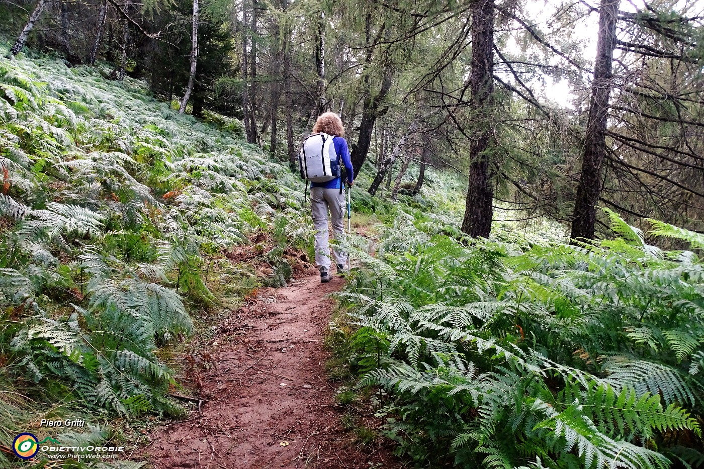 15 Bellissimo sottobosco di felci .JPG